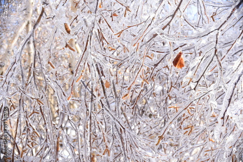 Winter natural background with frozen branches of birch trees covered with ice. Russia, winter forest