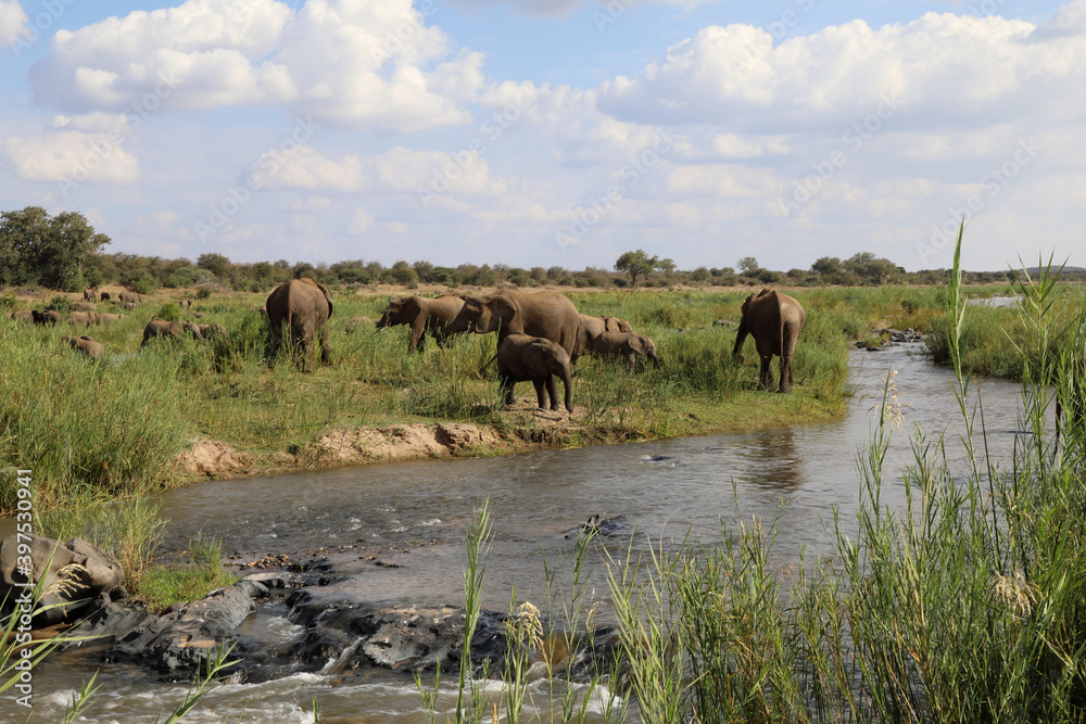 Afrikanischer Elefant am Olifants River / African elephant at Olifants River / Loxodonta africana.