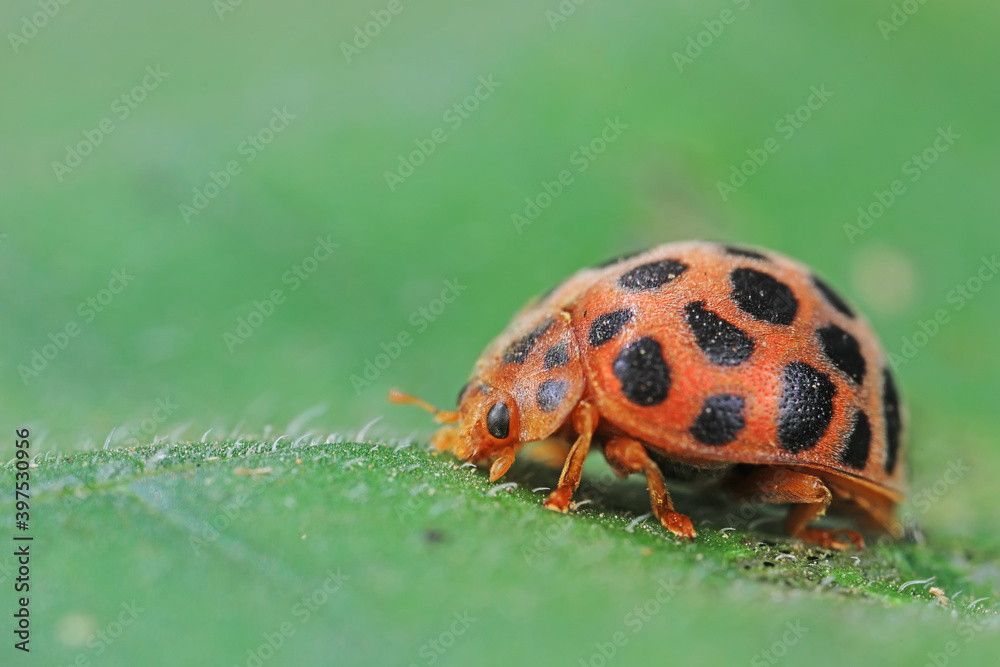 Ladybirds live on weeds in the North China Plain Ladybirds live on weeds in the North China Plain