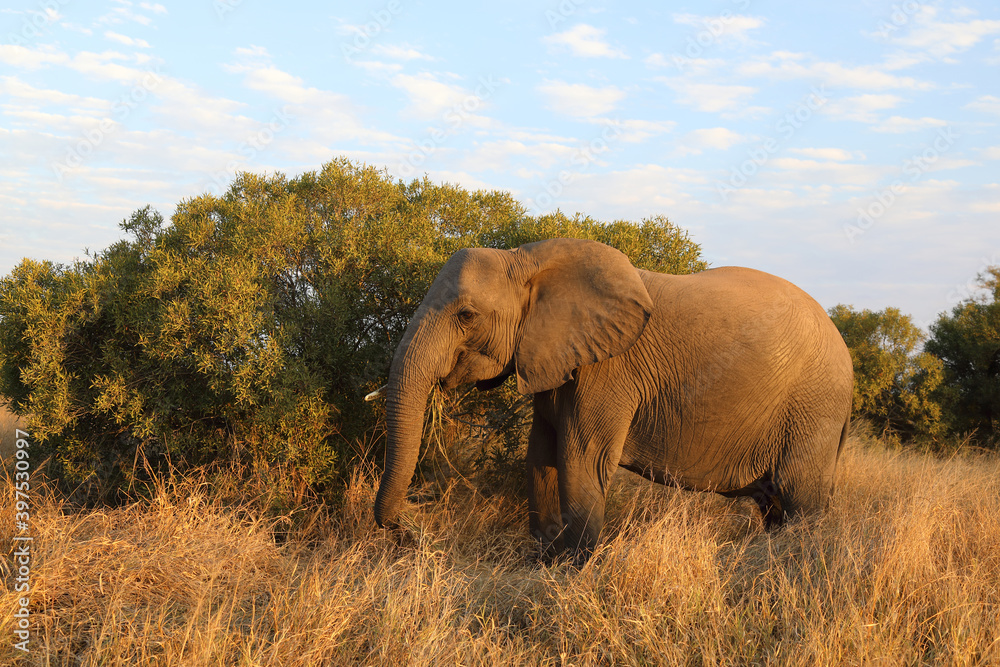 Obraz premium Afrikanischer Elefant / African elephant / Loxodonta africana