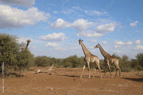 Giraffe / Giraffe / Giraffa Camelopardalis © Ludwig