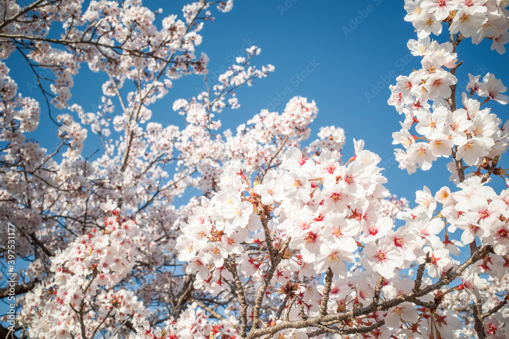 湊山公園（米子市）の満開の桜