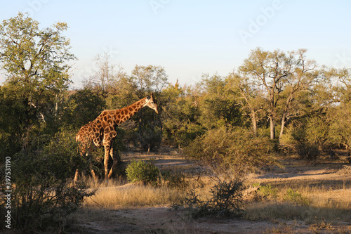 Photography Giraffe / Giraffe / Giraffa Camelopardalis