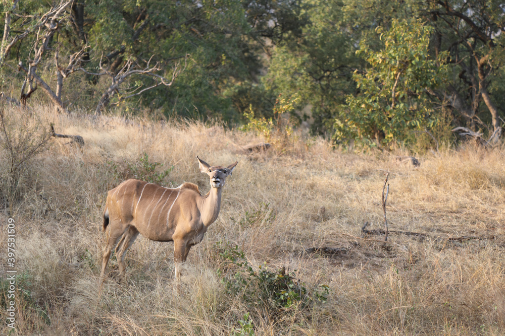 Fototapeta premium Großer Kudu / Greater Kudu / Tragelaphus strepsiceros.