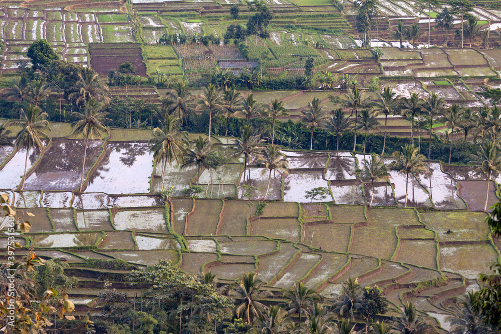 Obraz Rice fields