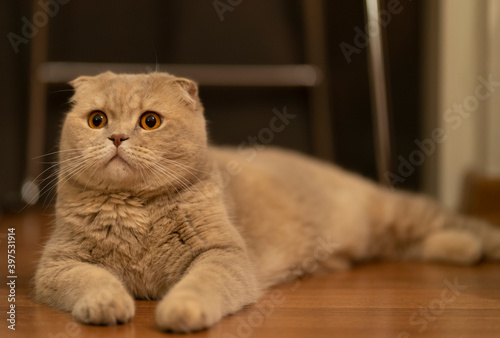British Shorthair kitten with gray/brown color with long hair.Cute orange eyed cat  © Fatih