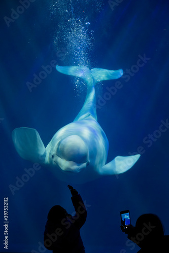 Leinwand Poster Beluga whales in captivity at an aquarium in Dalian, China
