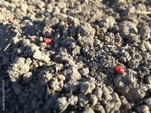 Certified grain for planting. Small cereal. Cornfield. Outdoor corn seed. Contrast of colors between the red kernel and the brown of the dry land. EU countryside. Spanish Agricultural Industry.