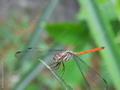 Asiatic Blood Tail dragonfly (Lathrecista asiatica asiatica) with big red eye on plant leaf with natural green background, Thailand