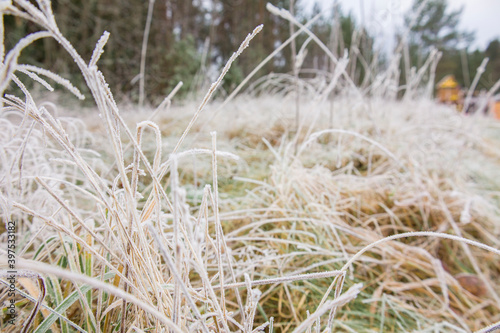 Froze lush green grass with ice crystals on natural blurry background. Natural landscape in winter. Fog with tender bokeh. Close-up  copy space