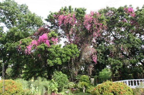 flowers in the park