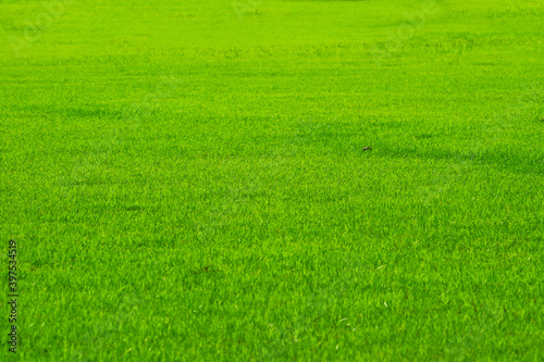 golf sport nature green fresh grass in the field background