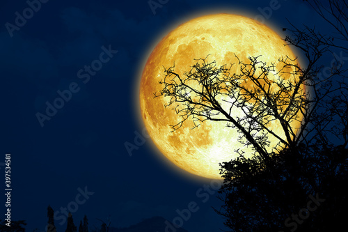 Super sturgeon moon and silhouette dry branch tree in the dark night sky