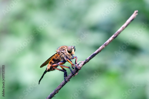 Robberfly n a branch