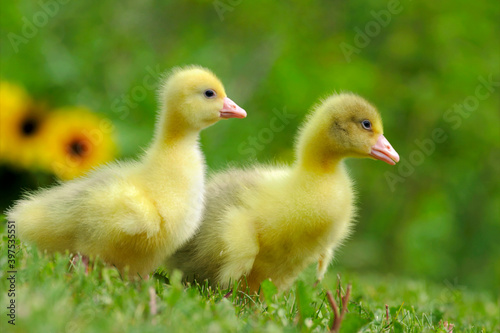 Emden Goose ducklings on the grass