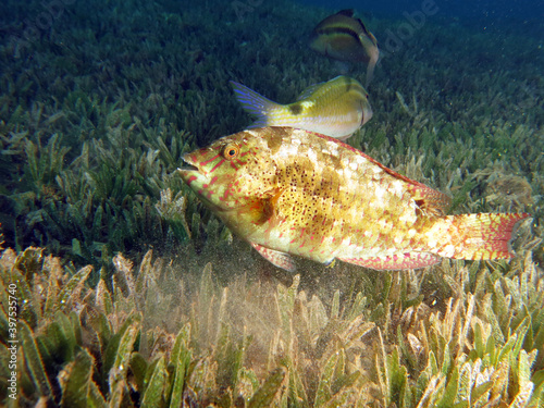 Dotted parrotfish Calotomus viridescens feeding in the seagrass meadow photo