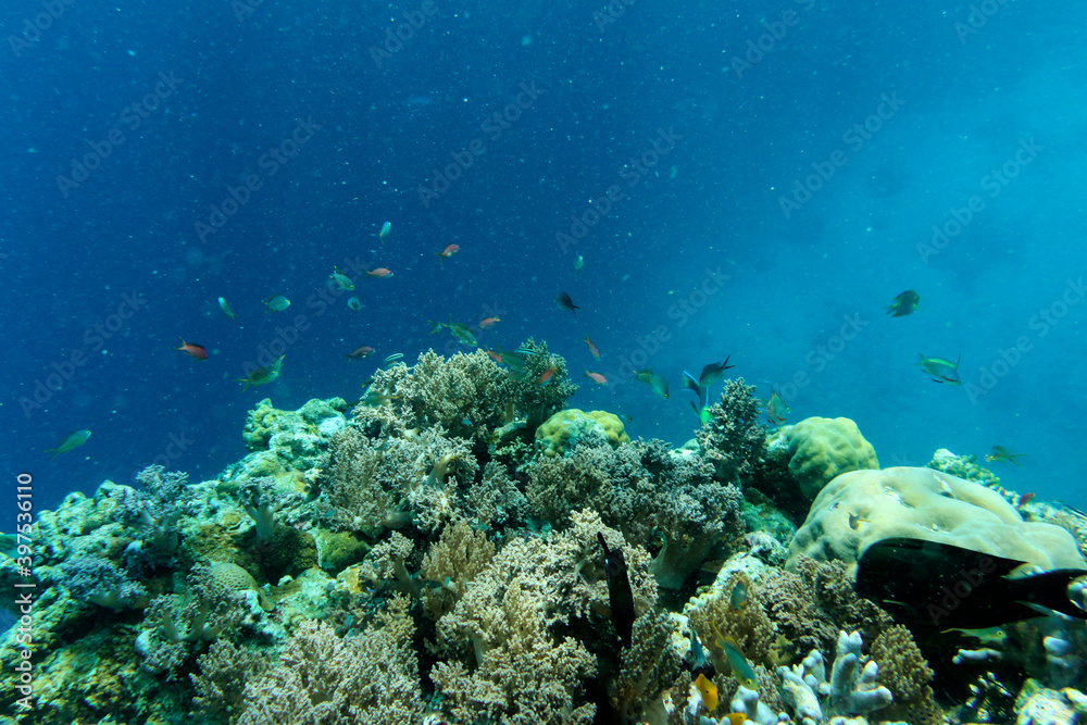 Fototapeta premium Underwater Island of Menjangan