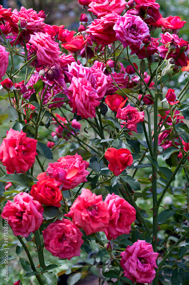 red and pink rose flowers in the garden red and pink rose flowers in the garden