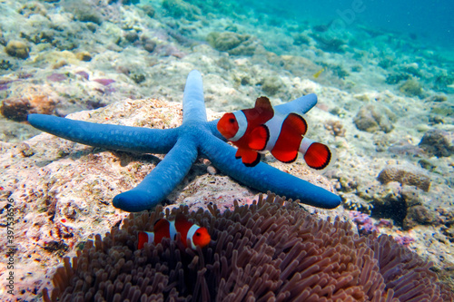 The underwater beauty of Menjangan Island