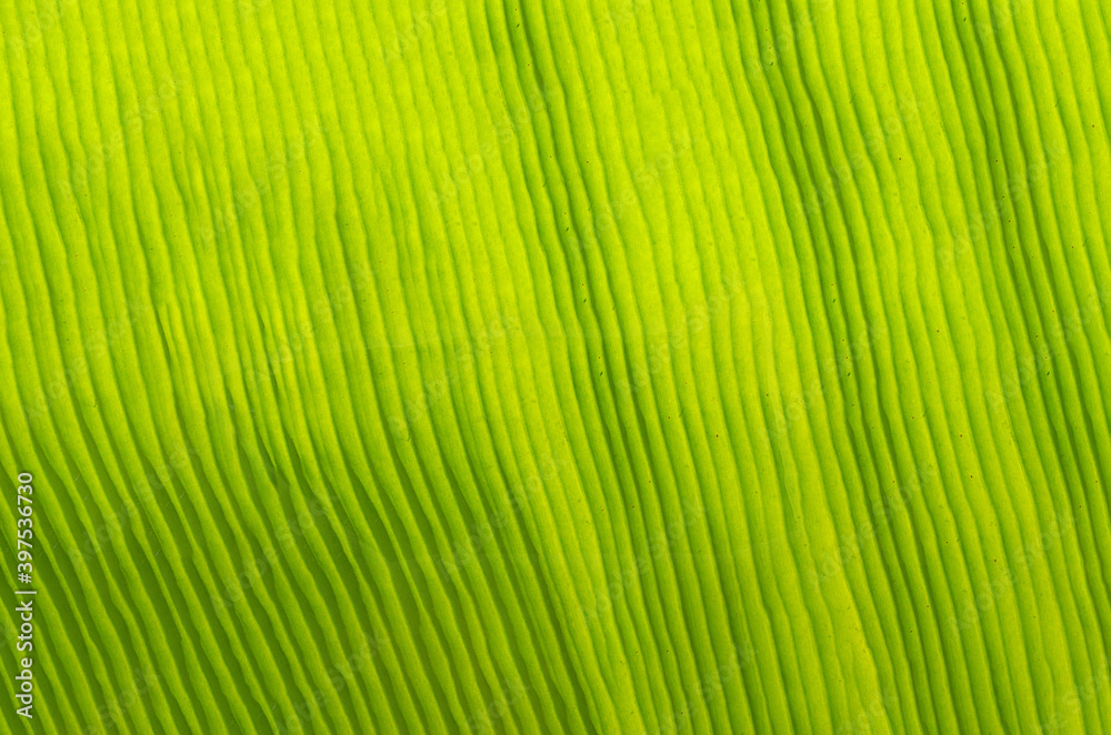 Abstract green leaves pattern texture surface background, Illustration art suitable for any decoration work project. Abstract green leaves pattern texture surface background, Illustration art suitable for any decoration work project.