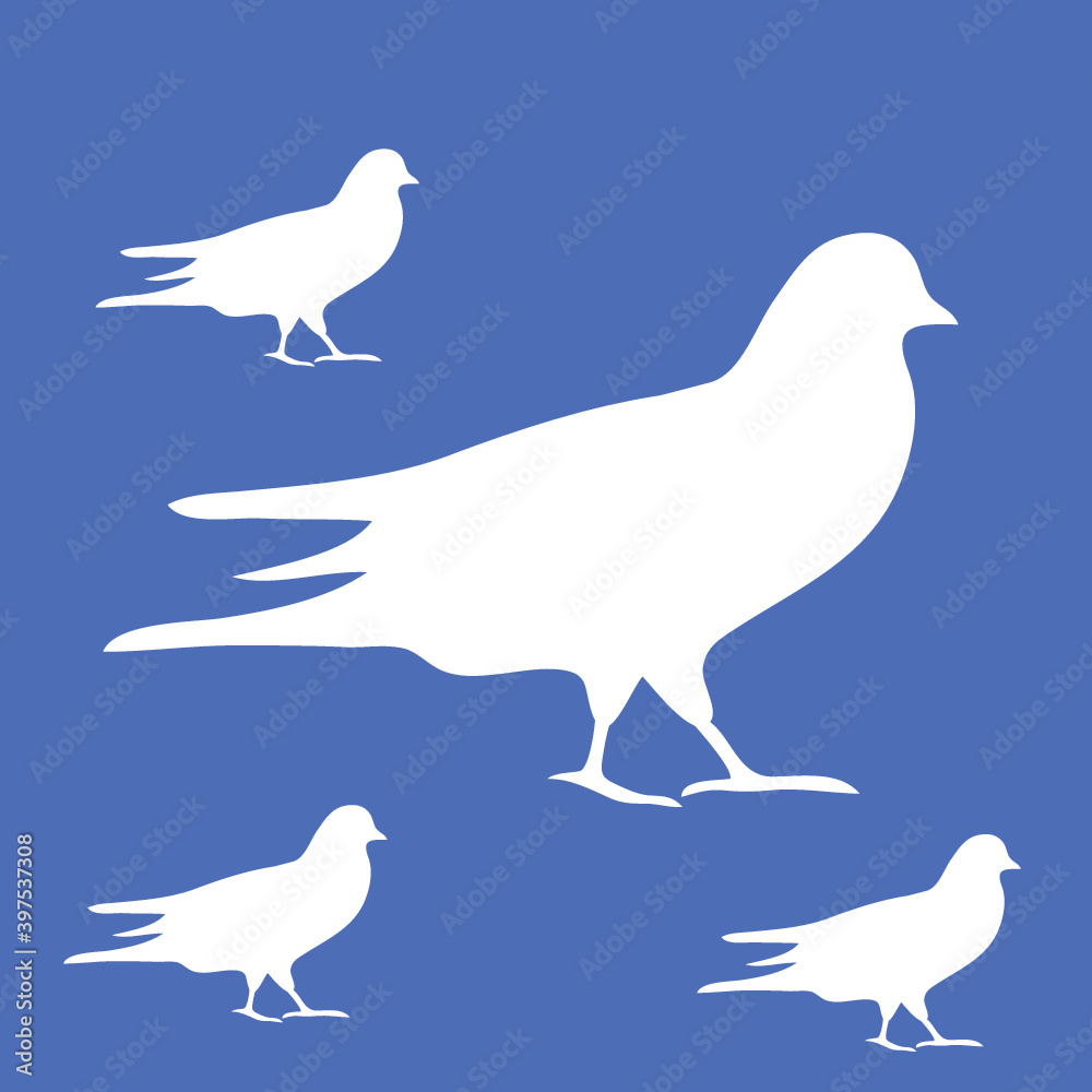 Obraz premium white pigeon on a blue background