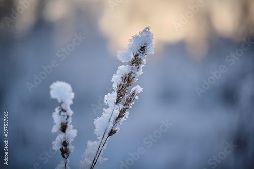 Dry branch of grass covered with snow in the evening light. © Alexey