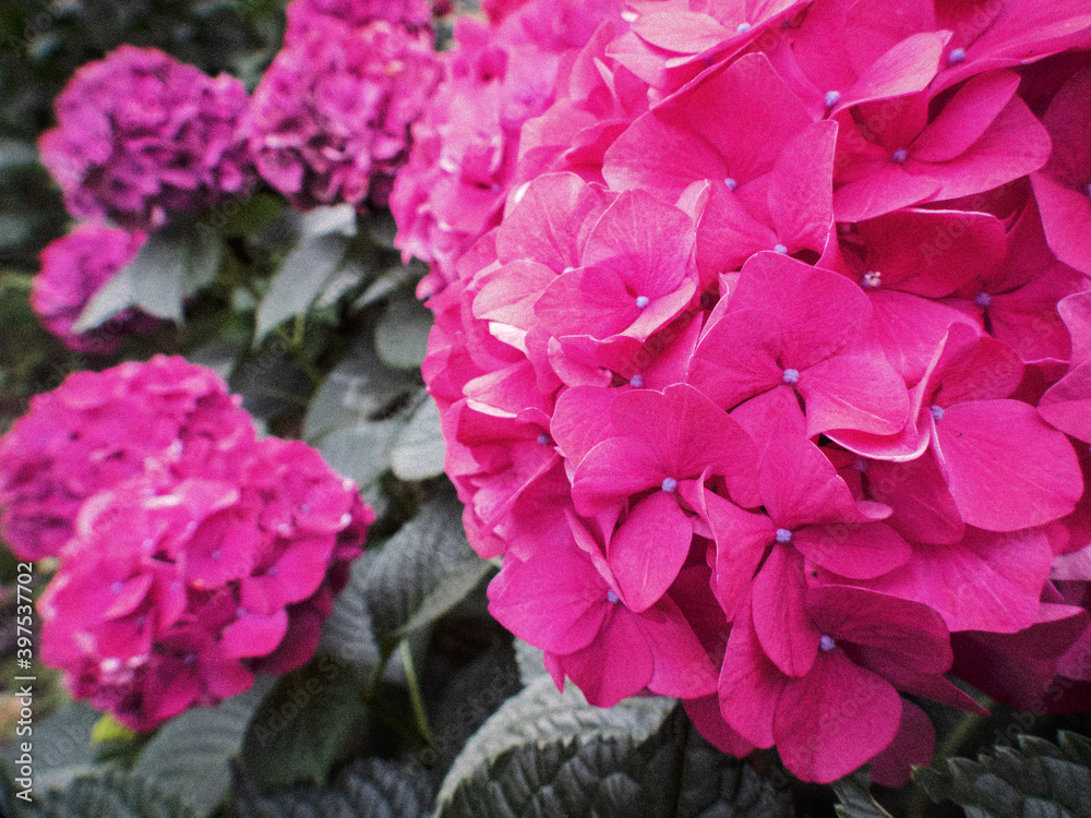 Obraz premium pink hydrangea flowers