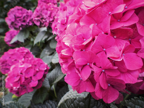 pink hydrangea flowers