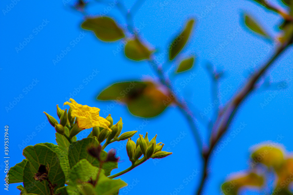yellow flowers against blue sky yellow flowers against blue sky