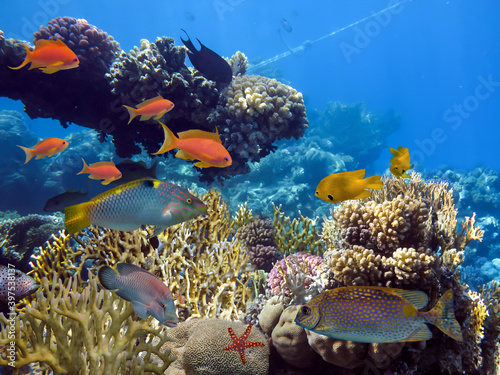 Beautiful underwater photo of colorful coral reef and fishes