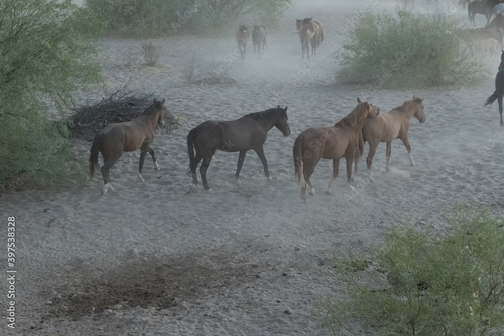 Wild horse in the middle in the desert Wild horse in the middle in the desert
