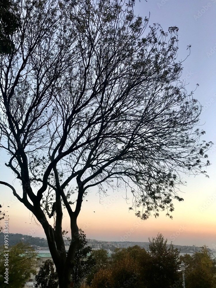 tree at sunset