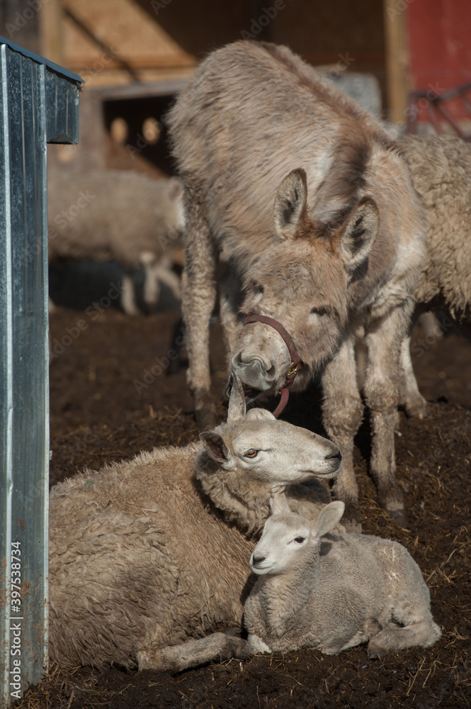 donkey with sheep in barnyard of small hobby farm in rural area in the countryside donkey with sheep in barnyard of small hobby farm in rural area in the countryside