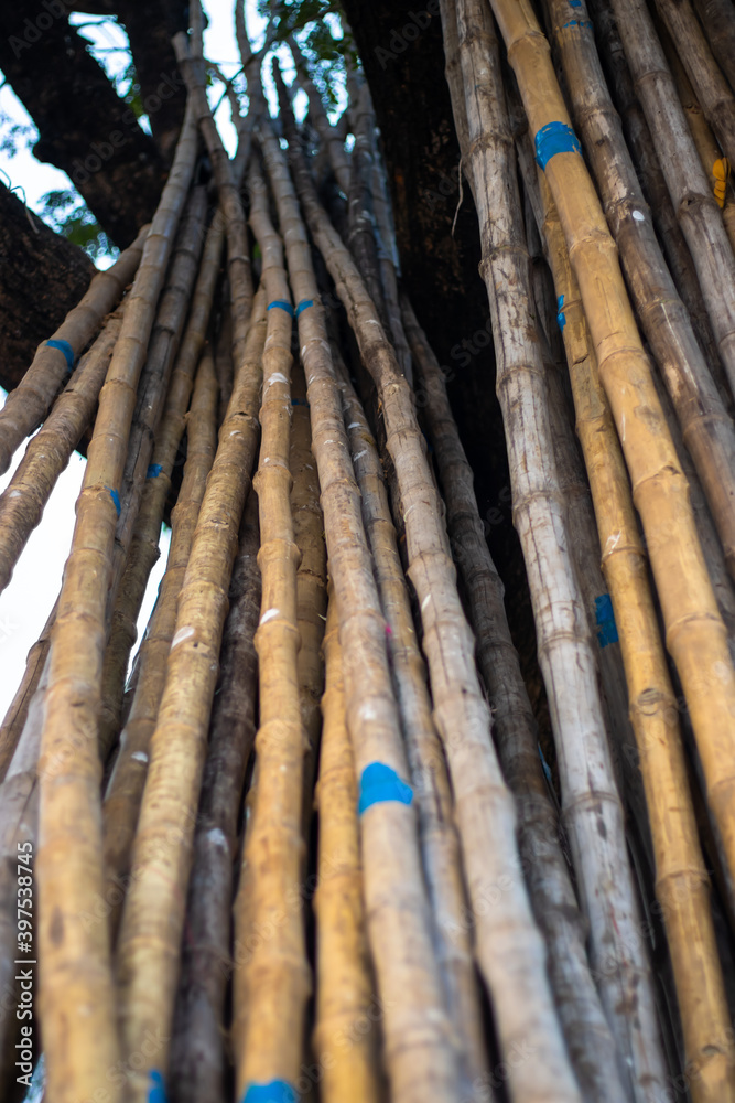 Pile of bamboo or bamboo pole on a big tree Pile of bamboo or bamboo pole on a big tree