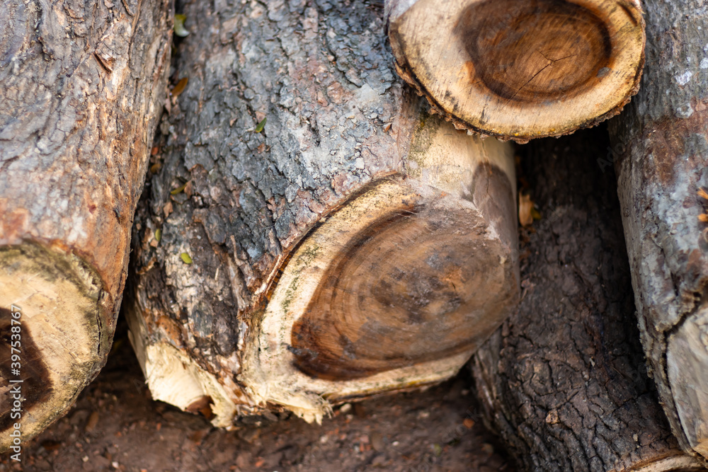 Pile of cut down tree on the ground close up shot Pile of cut down tree on the ground close up shot