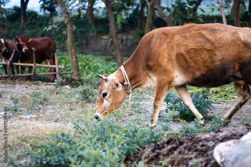 A red cow walking toward the field