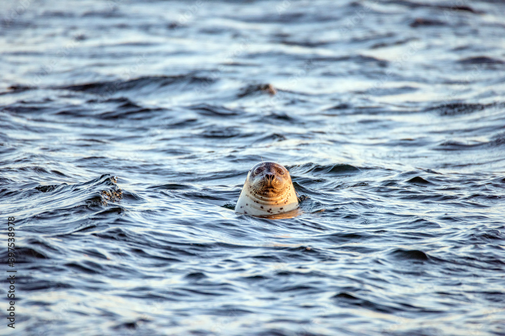Seal series: seal head high under water in the sea close-up Seal series: seal head high under water in the sea close-up