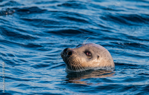 Seal series: cute sea lion is looking