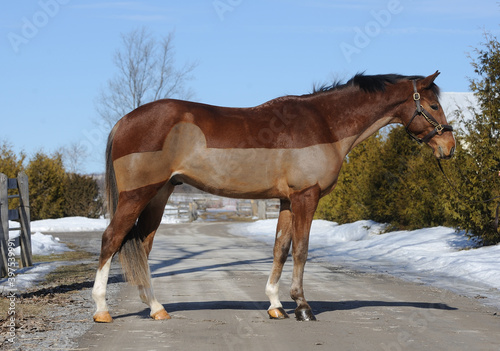 horse conformation body clipped trace clip style for winter full body shot showing equine anatomy photo