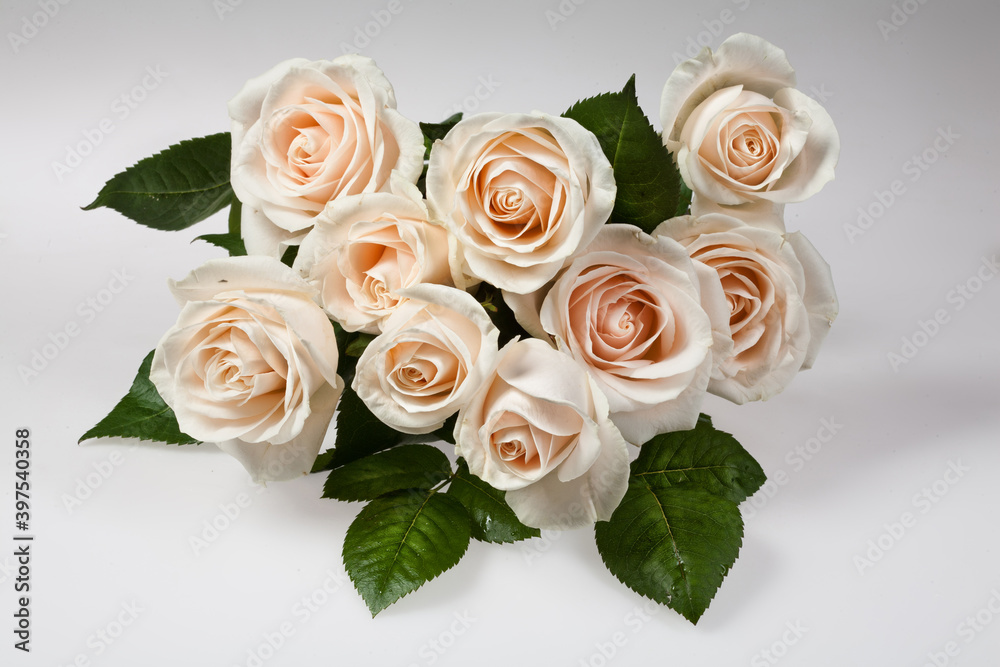 Obraz premium White Roses