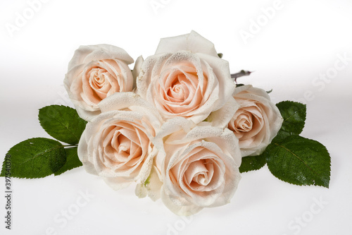 Five White Roses