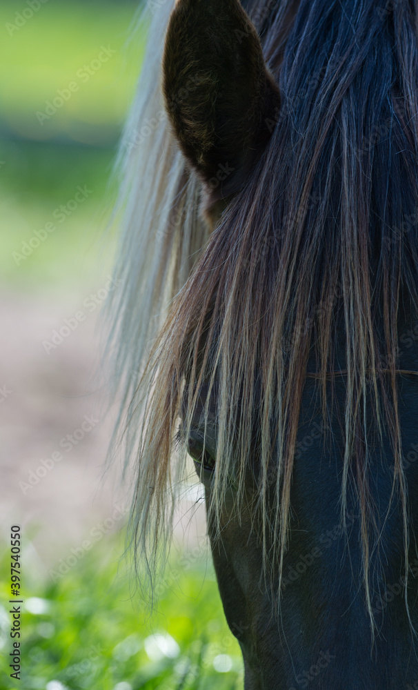 horse eye with mane covering face close up cropped visual of rocky ...