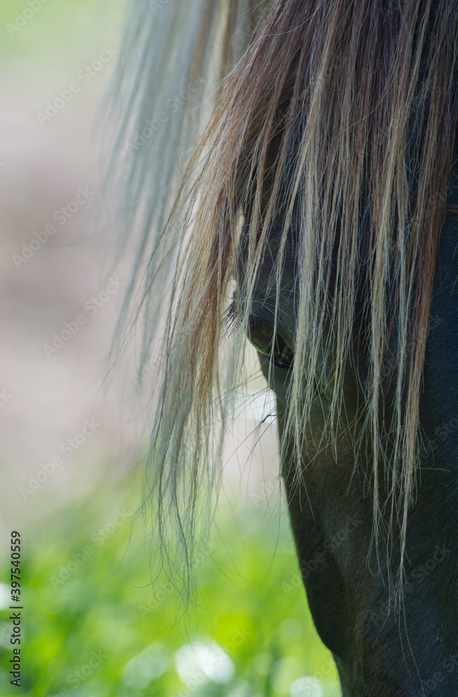 horse eye with mane covering face close up cropped visual of rocky