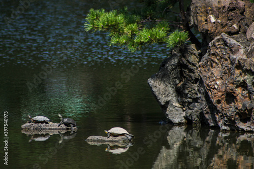 turtles on the pond