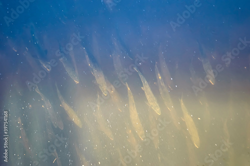 Chum salmon ( Oncorhynchus keta ) swims down to spawn. Iska river. Khabarovsk Krai, far East, Russia.