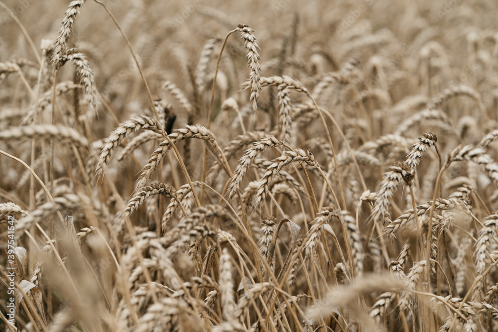 Obraz premium wheat ears ripened, bread production, wheat cultivation. High quality photo