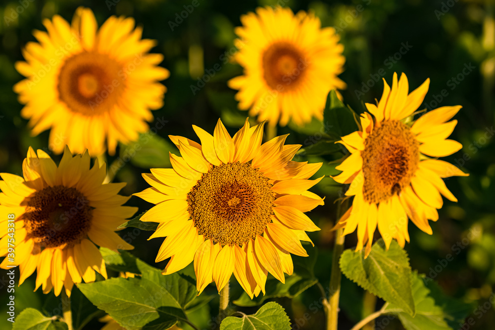 sunflowers field in full sun in Provence, yellow background
sunflowers field in full sun in Provence, yellow background