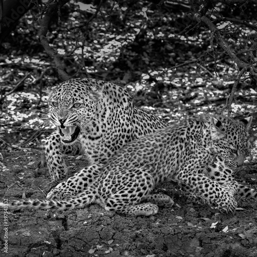 Foto Female leopard snarling protetively with cub