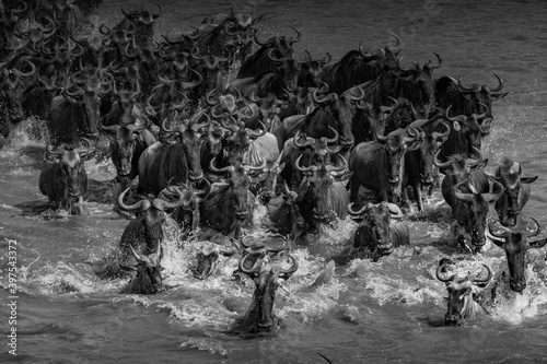 A herd of Gnu crossing the Mara River- Tanzania
 photo