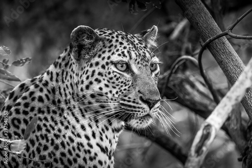 Portrait of a large male leopard in black and white photo